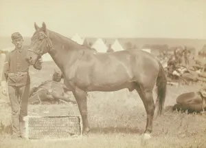Grabill Prints: Comanche, the only survivor of the Custer Massacre