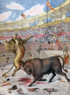 Combat between a lion and a bull, Spain, 1894