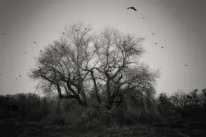 Branches Collection: Come Join the Murder. Creator: Joshua Johnston