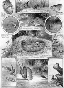 Wading Bird Prints: Comedies of courtship: illustrating an aspect of Darwin's work