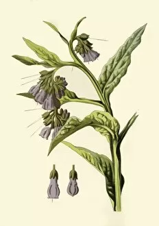 Herbal Medicine Gallery: Comfrey, 1877. Creator: Frederick Edward Hulme