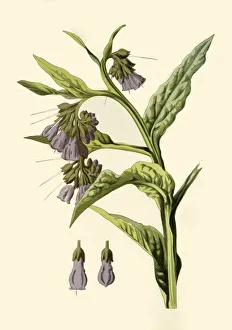 Alternative Medicine Gallery: Comfrey, 1877. Creator: Frederick Edward Hulme