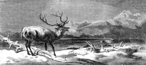 Antler Prints: Coming Events Cast Their Shadows Before Them, painted by E. Landseer, R. A