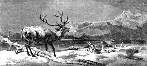 Stag Gallery: 'Coming Events Cast Their Shadows Before Them', painted by E. Landseer, R.A