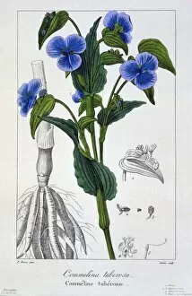 Commelina tuberosa, pub. 1836. Creator: Panacre Bessa (1772-1846)