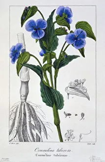 Plant Plants Prints: Commelina tuberosa, pub. 1836. Creator: Panacre Bessa (1772-1846)