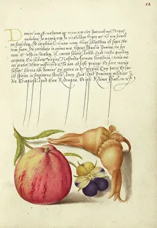 Nuts Prints: Common Apple, European Wild Pansy