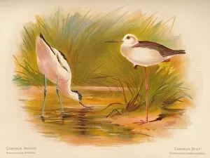 Charles Whymper Gallery: Common Avocet (Recurvirostra avocetta), Common Stilt (Himantopus melanopterus), 1900, (1900)