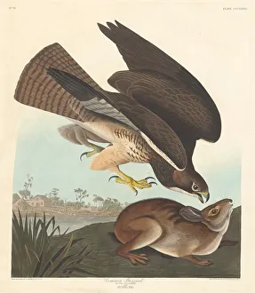 Buteo Buteo Prints: Common Buzzard, 1837. Creator: Robert Havell