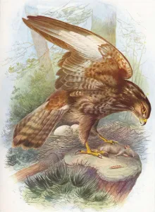 Common Buzzard - Bu teo vulga ris, c1910, (1910). Artist: George James Rankin