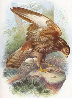 Wings Collection: Common Buzzard - Bu teo vulga ris, c1910, (1910). Artist: George James Rankin