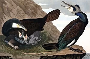 Nesting Gallery: Common Cormorant, Phalacrocorax Carbo, 1845