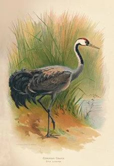 Cautious Prints: Common Crane (Grus cinerea), 1900, (1900). Artist: Charles Whymper