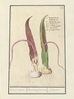 Common Dracunculus, 1596-1610. Creators: Anselmus de Boodt, Elias Verhulst