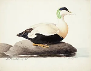 Antell Collections Prints: Common Eider, Male, 1828. Creator: Magnus von Wright