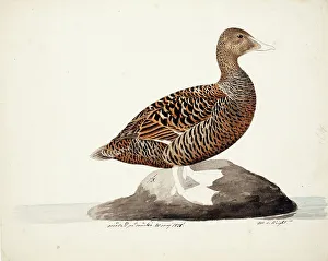 Eider Prints: Common Eider; unfnished, 1828. Creator: Magnus von Wright