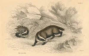 Common or Eurasian badger (Meles meles), 1828