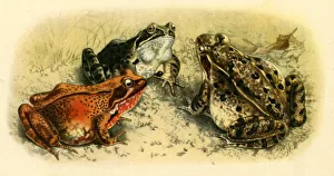 Frogs Prints: Common Frogs, 1908, (1943). Creator: Unknown