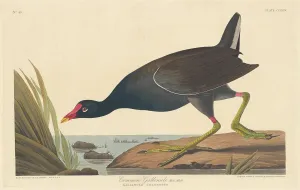Havell Robert Prints: Common Gallinule, 1835. Creator: Robert Havell