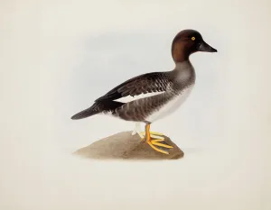 1836 Prints: Common Goldeneye, 1836. Creator: Magnus von Wright