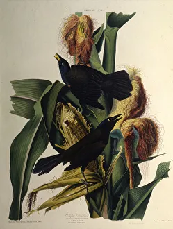 The common grackle. From The Birds of America, 1827-1838. Creator: Audubon