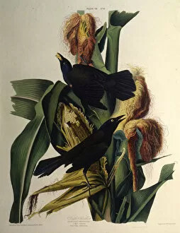 Audubon Gallery: The common grackle. From The Birds of America, 1827-1838. Creator: Audubon