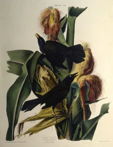 Animals And Birds Collection: The common grackle. From The Birds of America, 1827-1838. Creator: Audubon