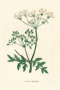 Growth Gallery: Common Hemlock, c1891, (1891). Artist: Anne Pratt