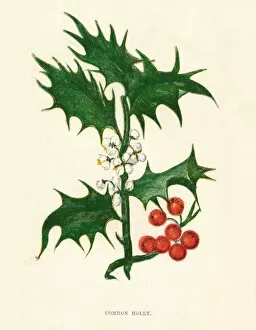 Berries Gallery: Common Holly, c1891, (1891). Artist: Anne Pratt