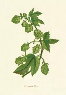 Wildflower Gallery: Common Hop, c1891, (1891). Artist: Anne Pratt