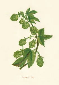 Cream Background Gallery: Common Hop, c1891, (1891). Artist: Anne Pratt