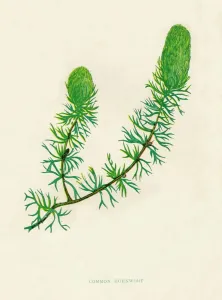 Growth Prints: Common Hornwort, c1891, (1891). Artist: Anne Pratt