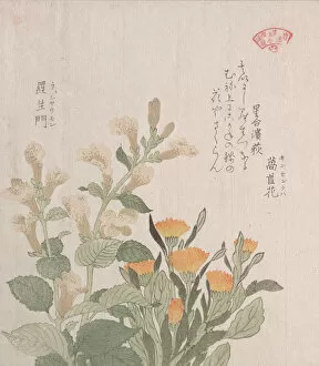 Marigold Gallery: The Common Marigold and The Rajoman Flowers, 19th century. Creator: Kubo Shunman