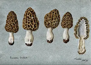 Cross Section Prints: Common morel (Morchella esculenta): five fruiting bodies