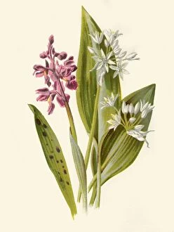 Hulme Gallery: Common Orchis and Broad-Leafed Garlic, 1877. Creator: Frederick Edward Hulme