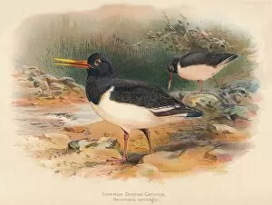 Charles Whymper Gallery: Common Oyster-Catcher (Haematopus ostralegus), 1900, (1900). Artist: Charles Whymper