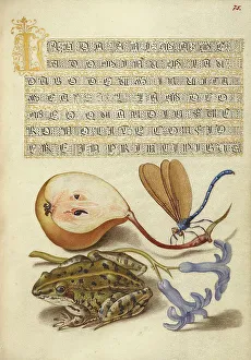 Pear Prints: Common Pear, Lake Demoiselle, Moor Frog
