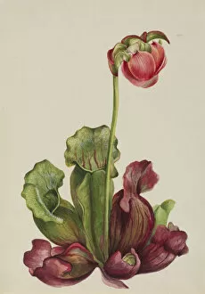 Carnivorous Plant Collection: Common Pitcherplant (Sarracenia purpurea venosa), 1931. Creator: Mary Vaux Walcott