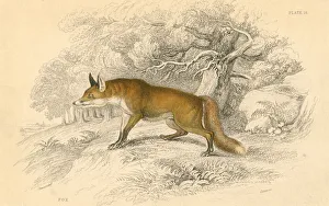 Common or red fox (Vulpes vulpes), 1828