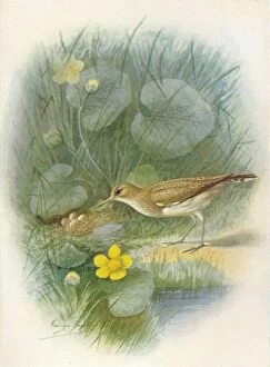 Birds And Their Nests Collection: Common Sandpiper - To tanus hypoleu cus, c1910, (1910). Artist: George James Rankin