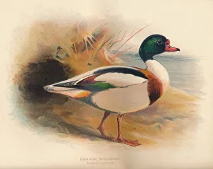 Charles Dixon Prints: Common Sheldrake (Tadorna cornuta), 1900, (1900). Artist: Charles Whymper