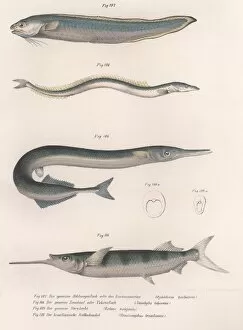 Scientific Gallery: Common snake fish. Common sand eel. Common Hornhecht. Brazilian halfbeak, c.1850s