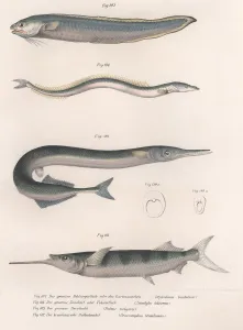 Scientific Gallery: Common snake fish. Common sand eel. Common Hornhecht. Brazilian halfbeak, c.1850s