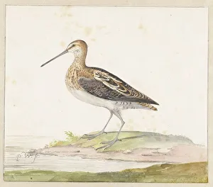 Snipe Prints: Common Snipe (Gallinago gallinago), c.1687-c.1692. Creator: Pieter Withoos