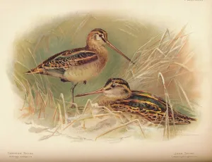 Charles Whymper Gallery: Common Snipe (Gallinago scolopacina), Jack Snipe (Limnocryptes gallinula), 1900, (1900)