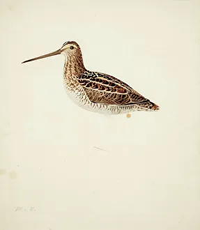 Wading Bird Prints: Common Snipe; unfinished, 1841. Creator: Magnus von Wright