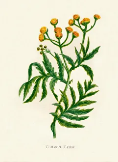 Invasive Plant Prints: Common Tansy, c1891, (1891). Artist: Anne Pratt