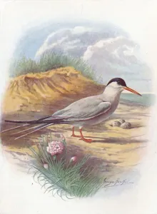 Common Tern - Stern a fluvia tilis, c1910, (1910). Artist: George James Rankin