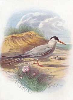 Arthur Landsborough Thomson Collection: Common Tern - Stern a fluvia tilis, c1910, (1910). Artist: George James Rankin