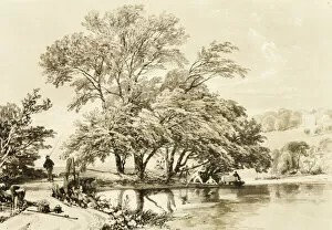 Common Willow, from The Park and the Forest, 1841. Creator: James Duffield Harding